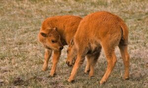 Good Health NZ - calves