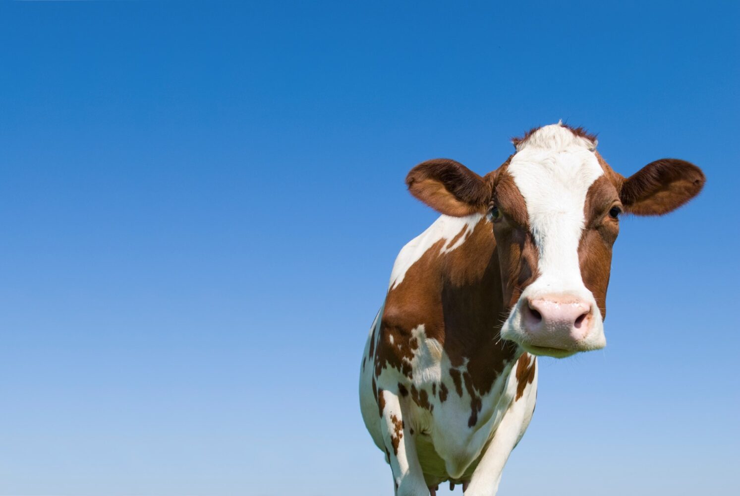 Bovine Colostrum: Nature’s First Superfood – Not Just for Babies! by Good Health