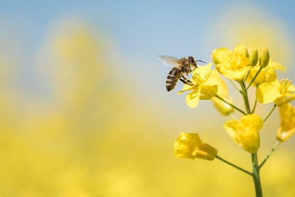 Bee on yellow flower