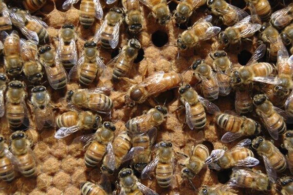 queen bee and worker bees royal jelly